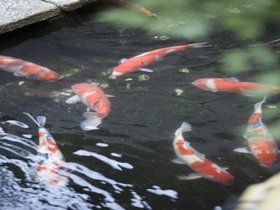 New Ginkaku Inn - Kyoto — Photos 2